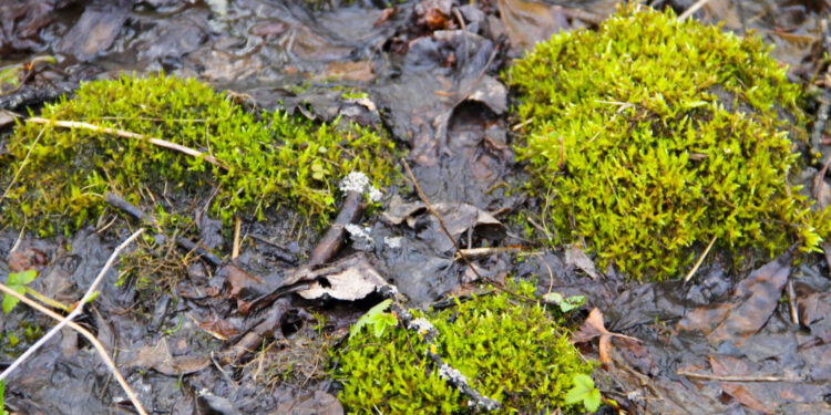 Torfowisko Rąbień: Tajemniczy świat przyrody w województwie łódzkim